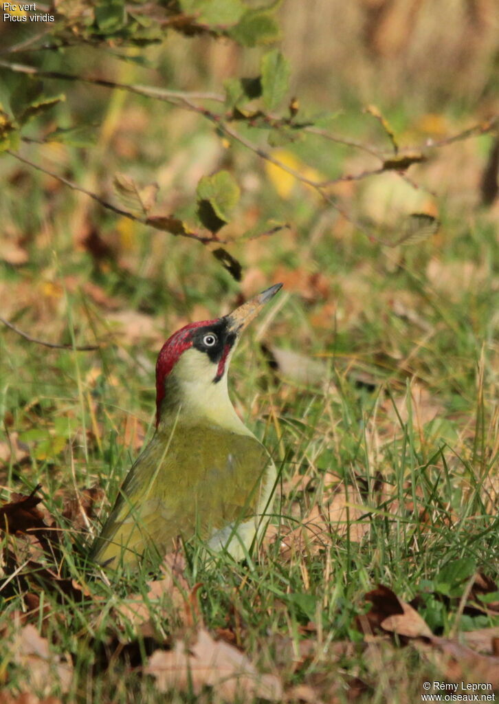 European Green Woodpecker male adult