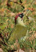 European Green Woodpecker