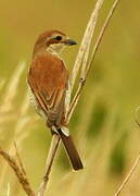 Red-backed Shrike