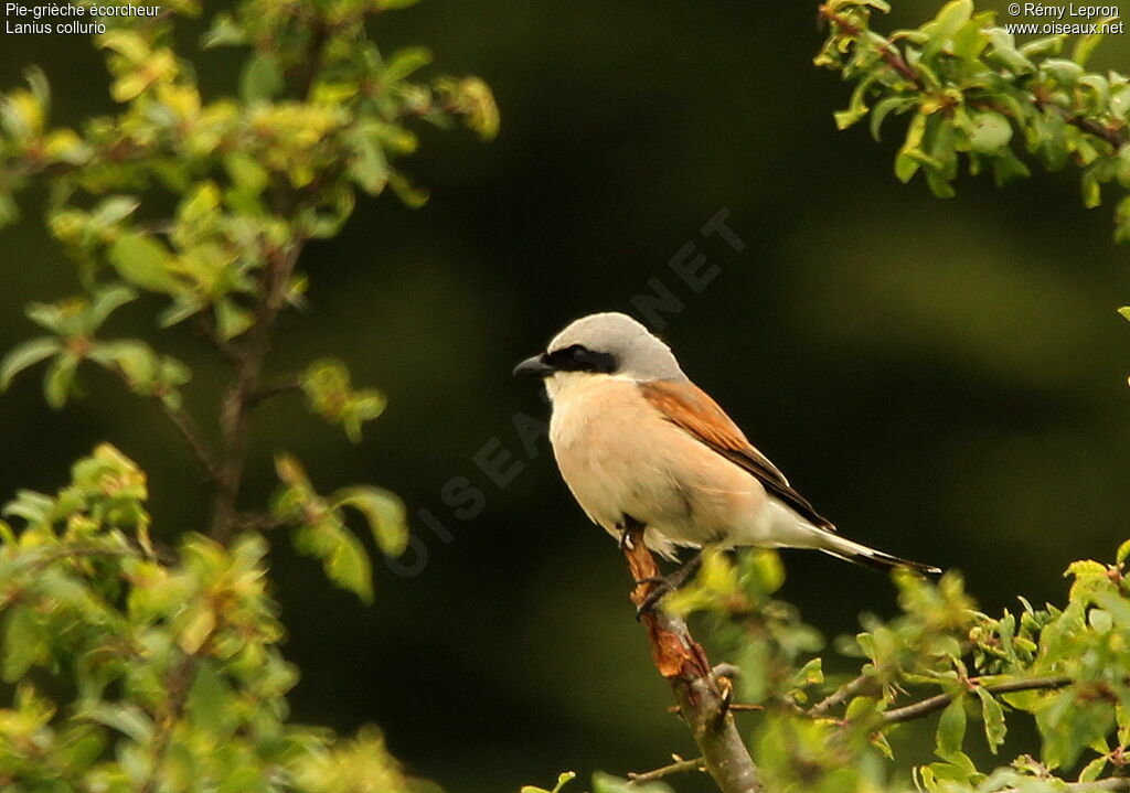 Red-backed Shrike male