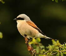 Red-backed Shrike