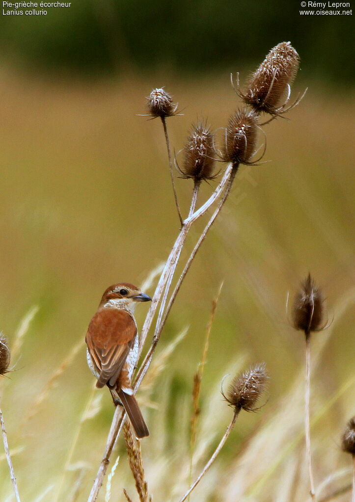 Red-backed Shrike female