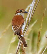 Red-backed Shrike