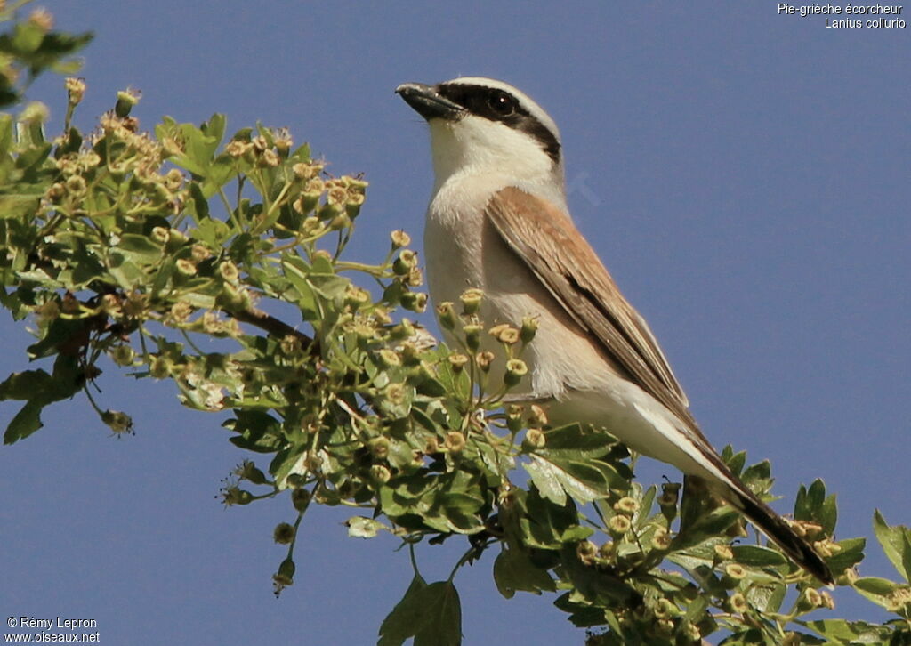 Red-backed Shrike male adult