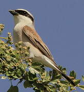 Red-backed Shrike