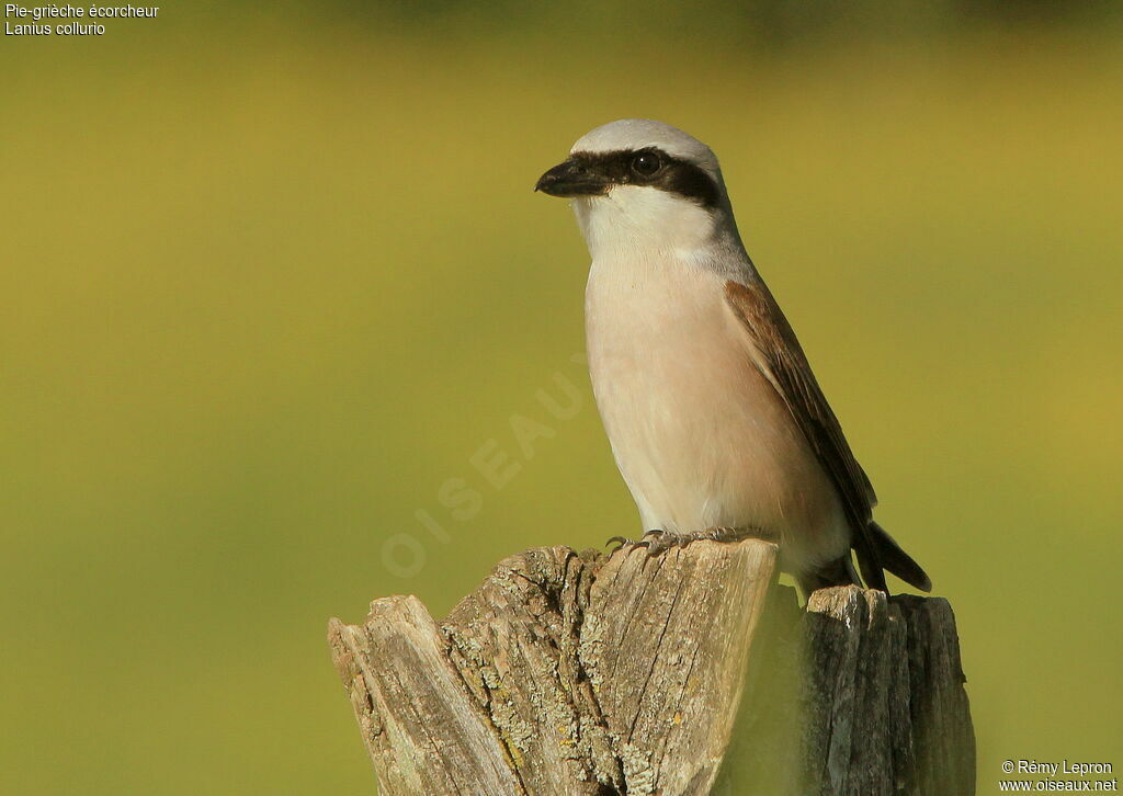 Red-backed Shrike male adult