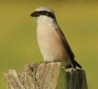 Red-backed Shrike