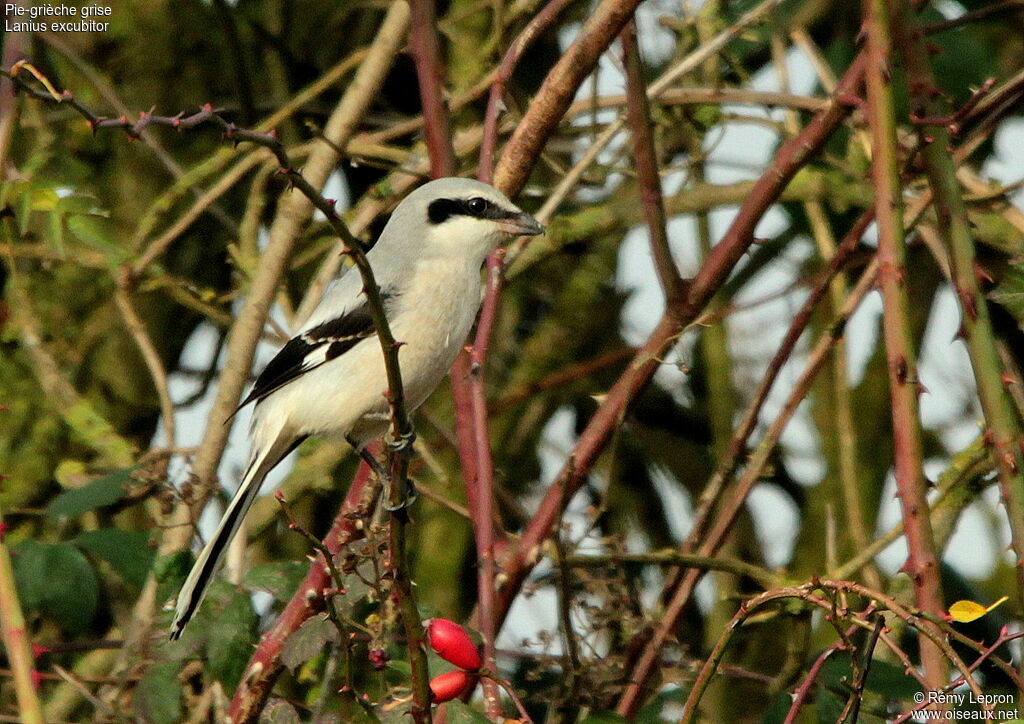 Pie-grièche griseadulte