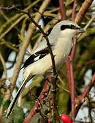 Great Grey Shrike