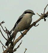 Great Grey Shrike