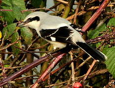 Great Grey Shrike