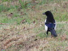 Eurasian Magpie