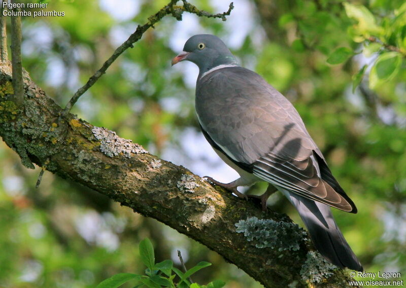 Common Wood Pigeonadult