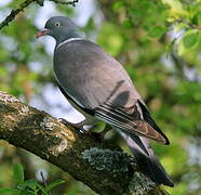 Common Wood Pigeon