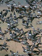 Common Wood Pigeon