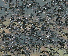 Common Wood Pigeon