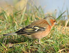 Common Chaffinch