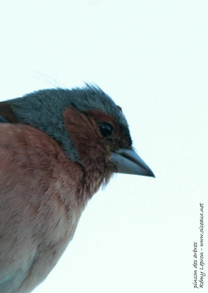 Eurasian Chaffinch male adult