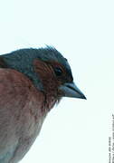 Eurasian Chaffinch