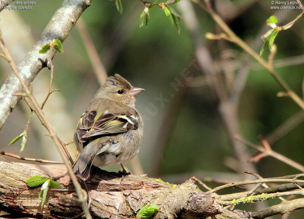 Eurasian Chaffinch female adult