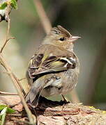 Common Chaffinch