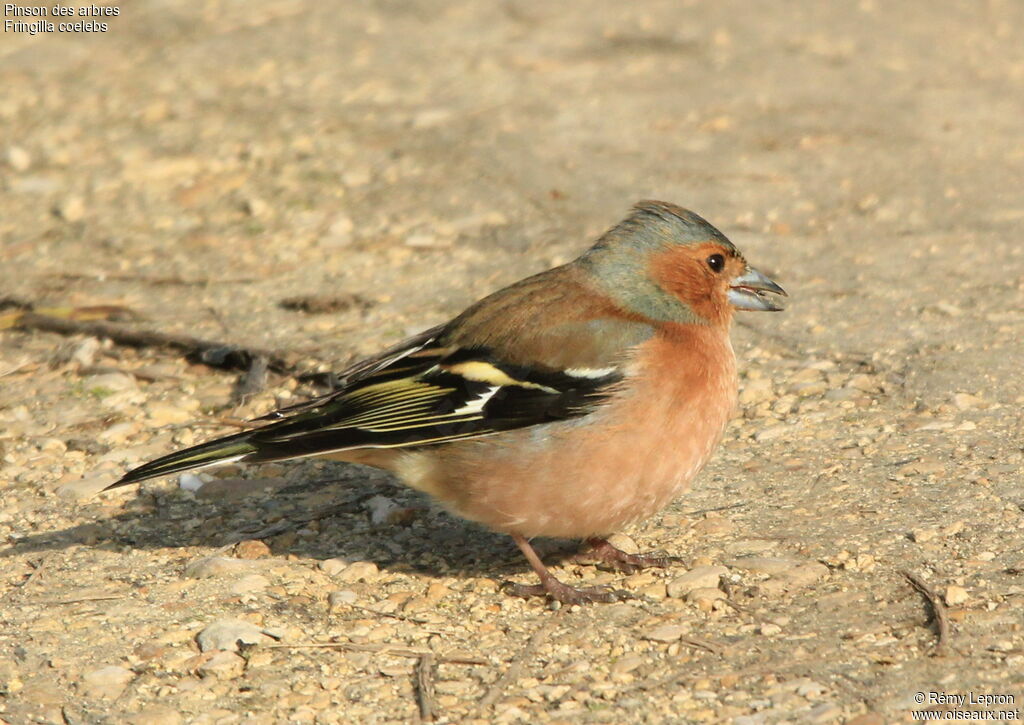 Eurasian Chaffinch male adult