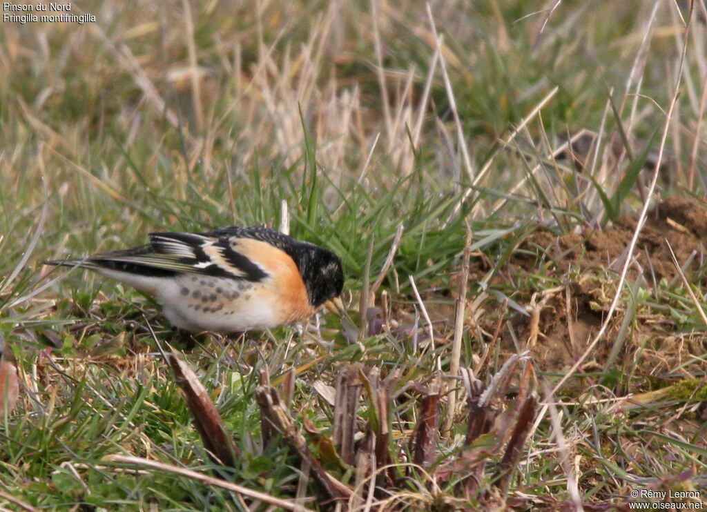 Brambling male