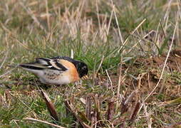 Brambling