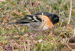 Brambling