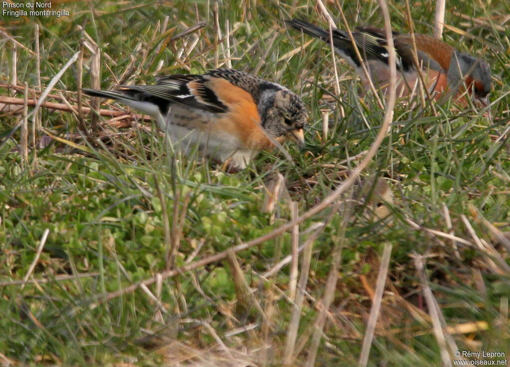 Brambling