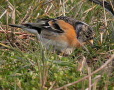 Brambling