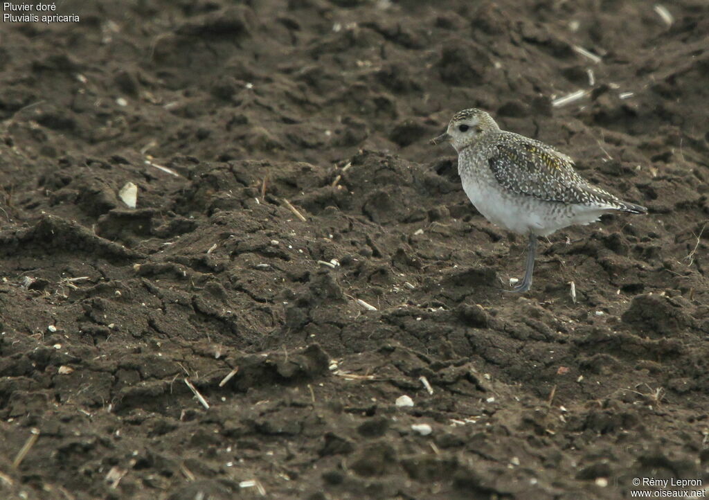 European Golden Plover