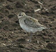 European Golden Plover