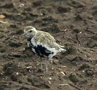 European Golden Plover