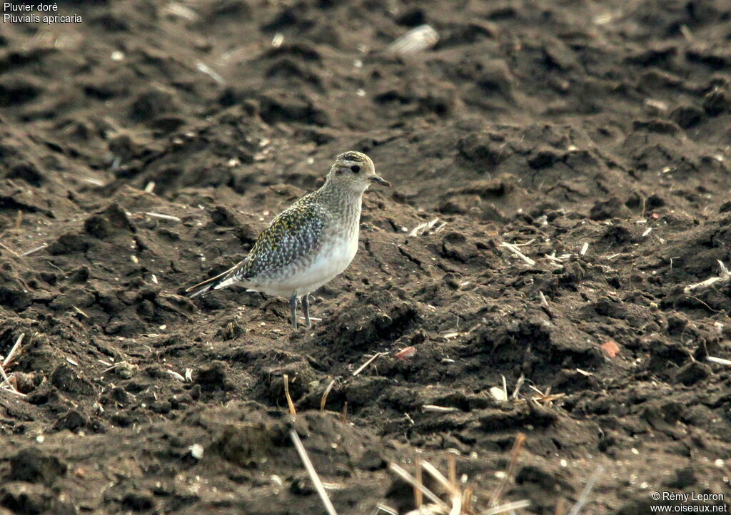 European Golden Plover