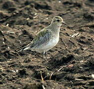 European Golden Plover