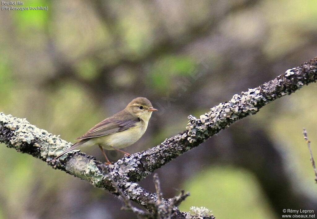 Willow Warbler