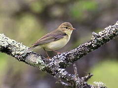 Willow Warbler