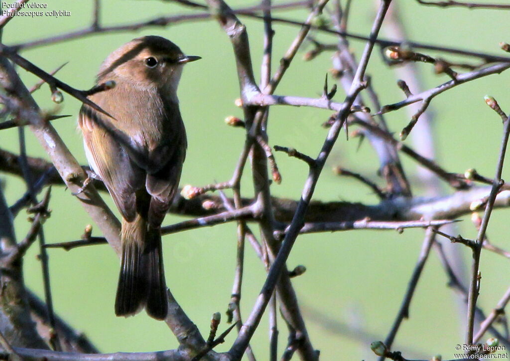 Common Chiffchaff