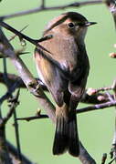 Common Chiffchaff