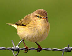 Common Chiffchaff