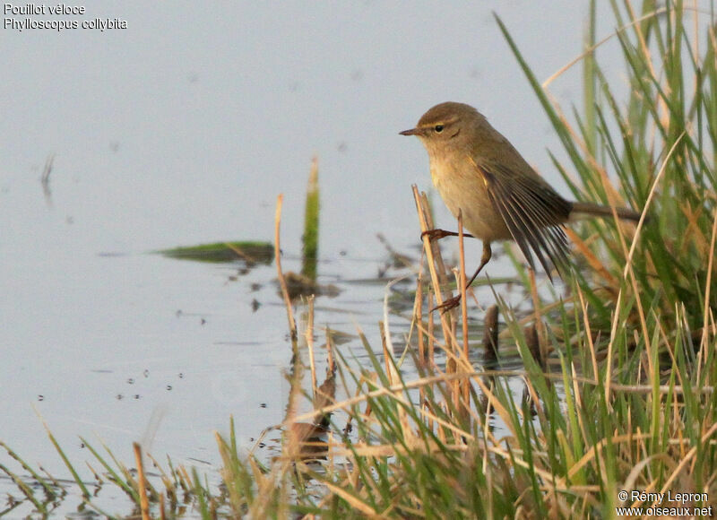 Common Chiffchaff