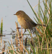 Common Chiffchaff