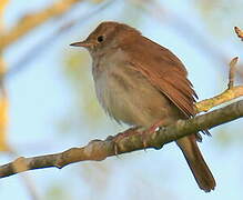 Common Nightingale