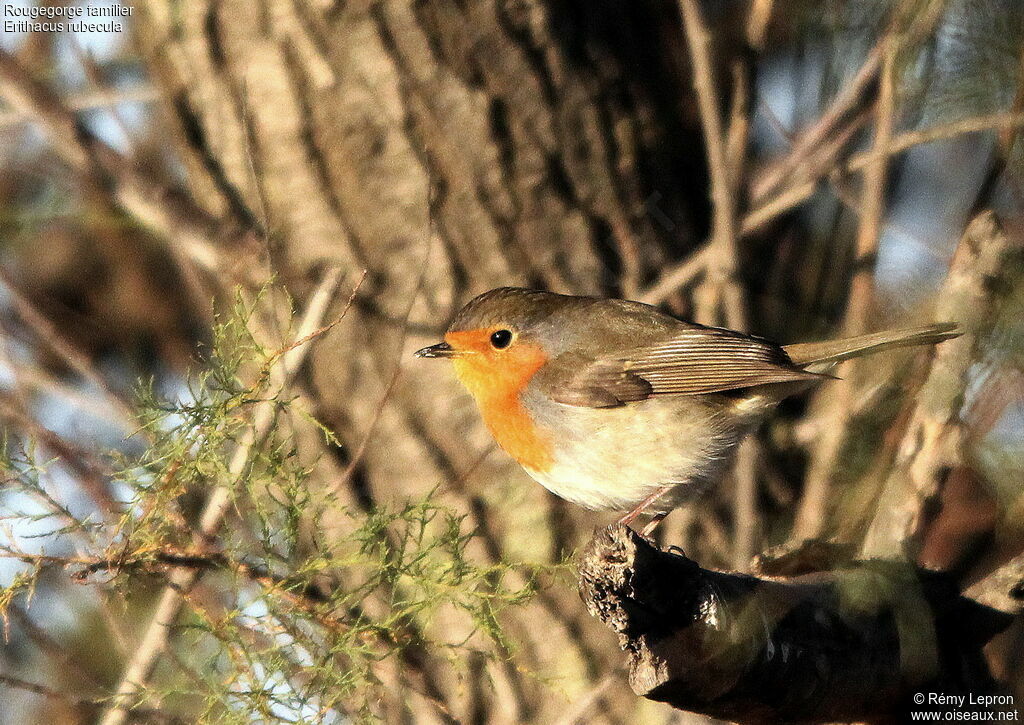 European Robin