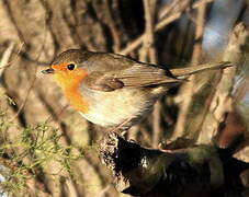 European Robin