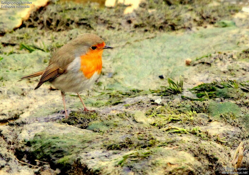 European Robin