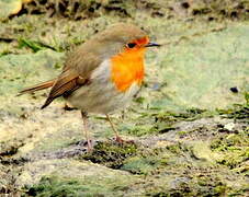 European Robin