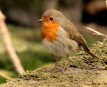 European Robin