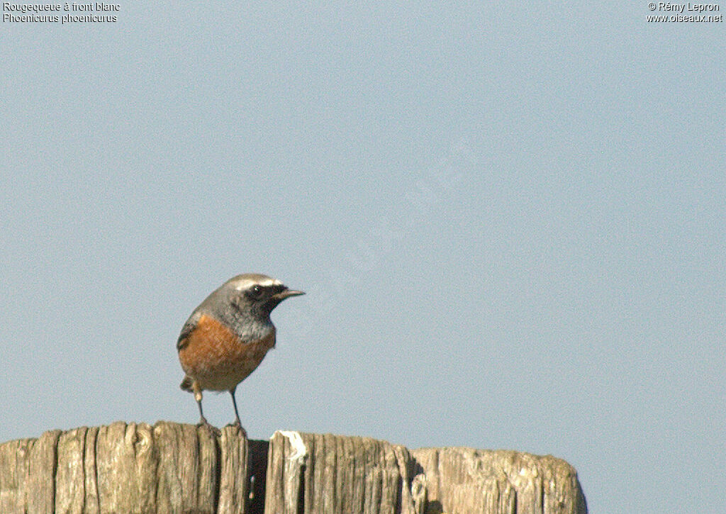 Common Redstart male